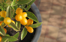 Masters_Kumquat-tree_small